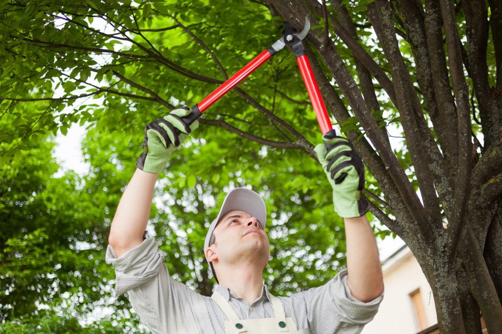 ¿Cuáles son las preguntas que debe hacer un proveedor de servicios de remoción de árboles? » Estilo de residencia